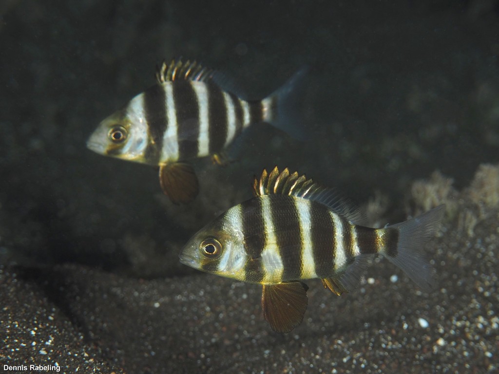 Horned Bream
