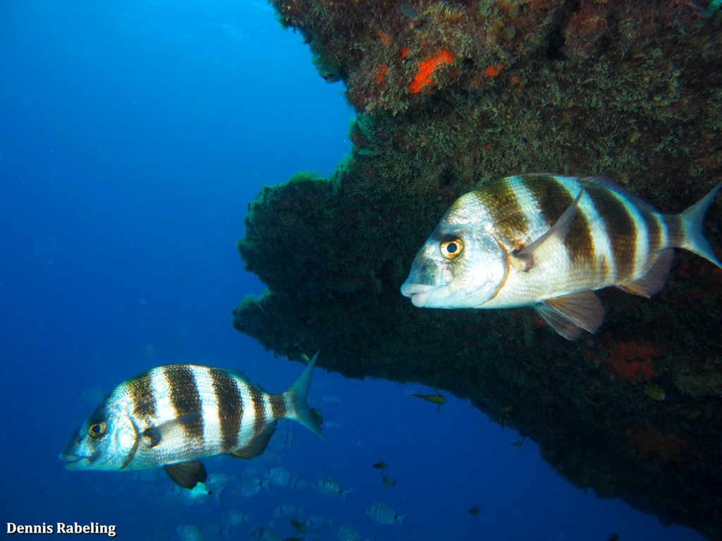 Horned Bream