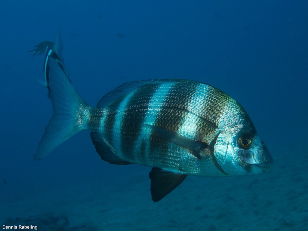 Horned Bream