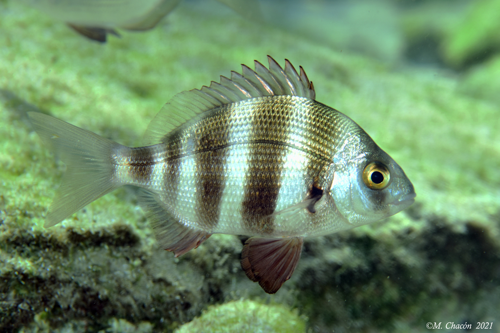Horned Bream