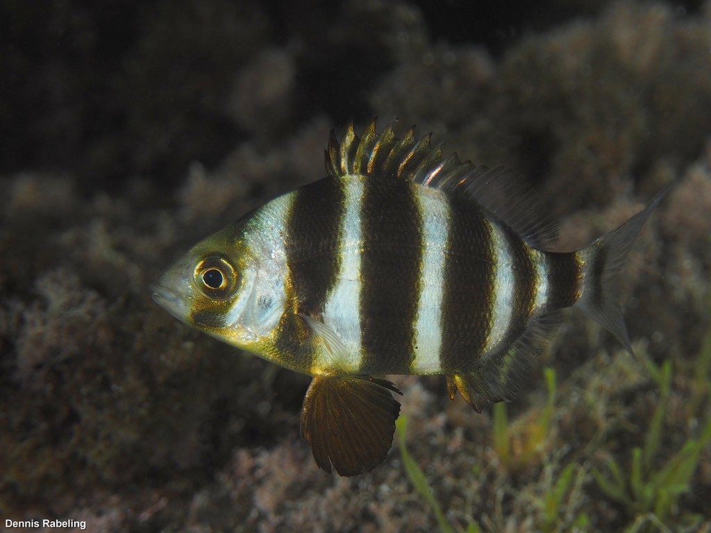 Horned Bream