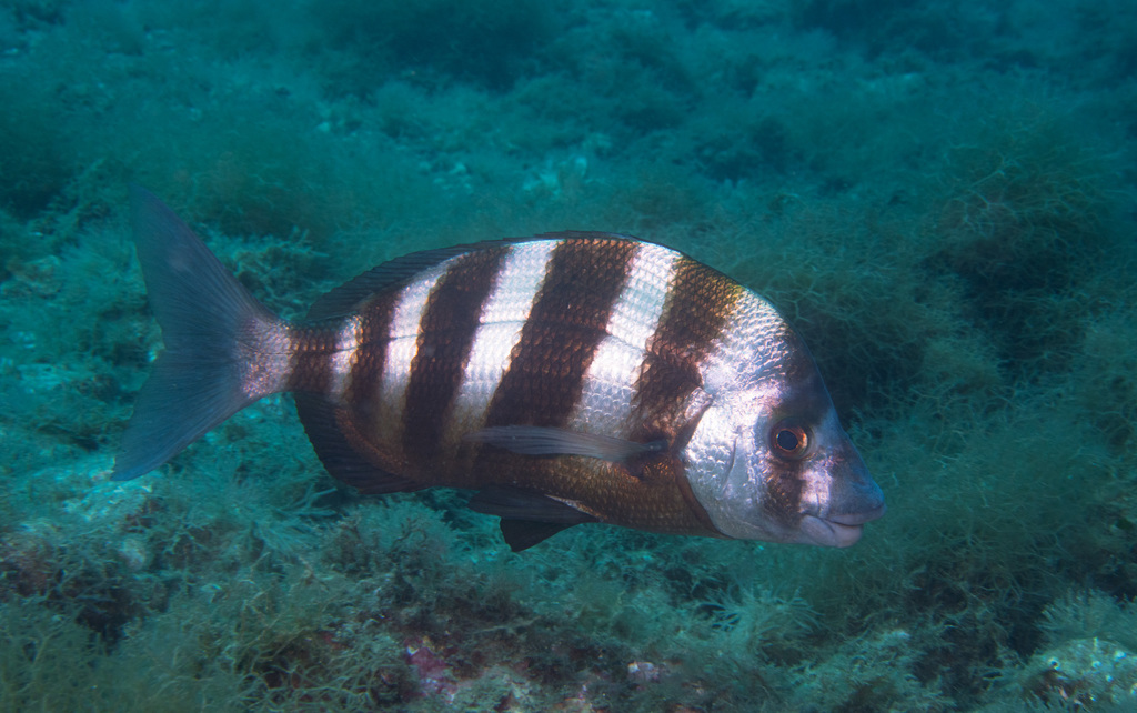Horned Bream