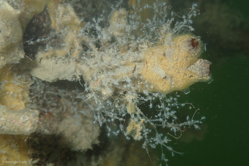 Bryozoaire spaghetti
