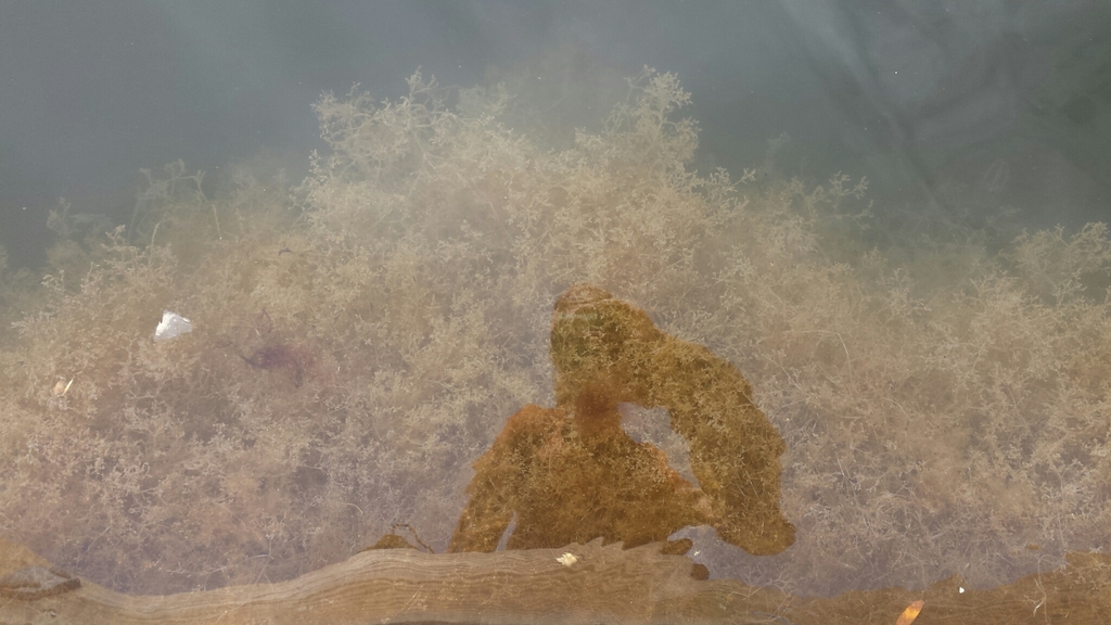 Bryozoaire spaghetti