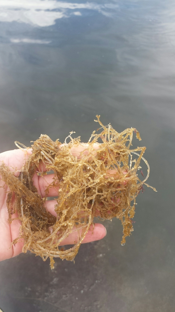 Bryozoaire spaghetti