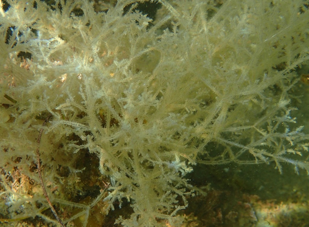 Spaghetti bryozoan