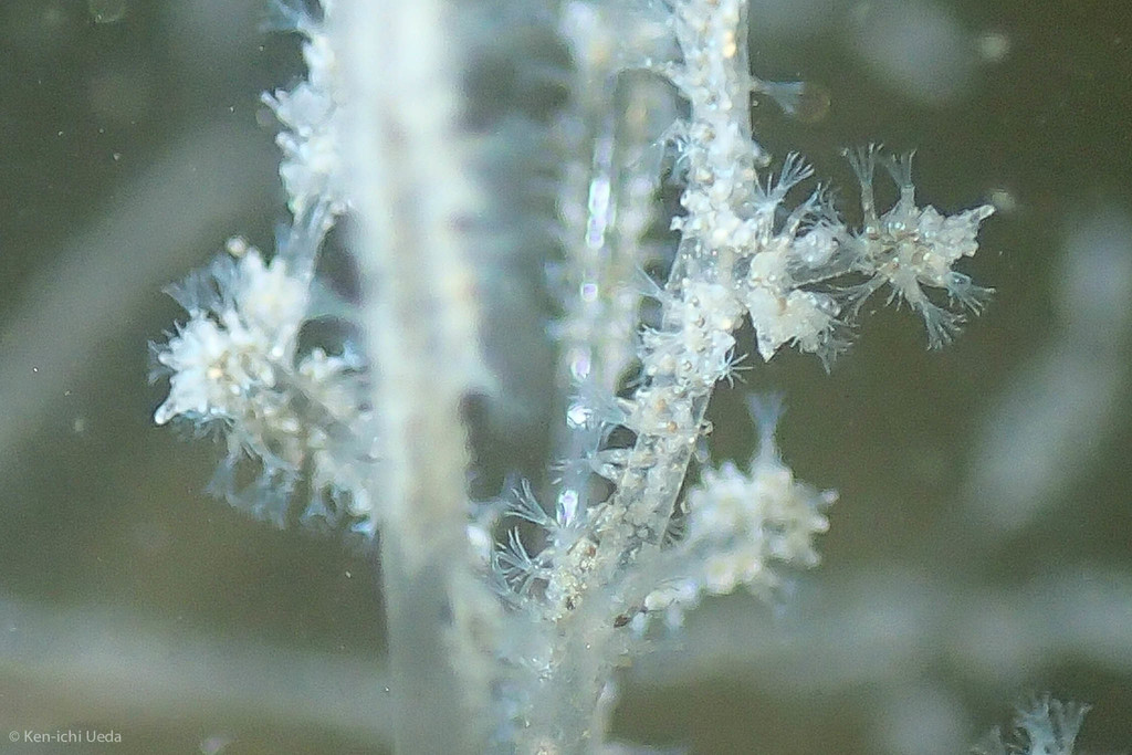 Bryozoaire spaghetti