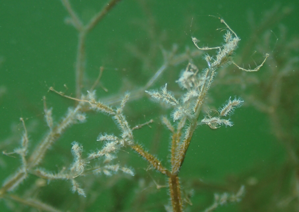 Bryozoaire spaghetti
