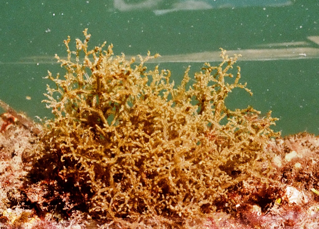 Bryozoaire spaghetti