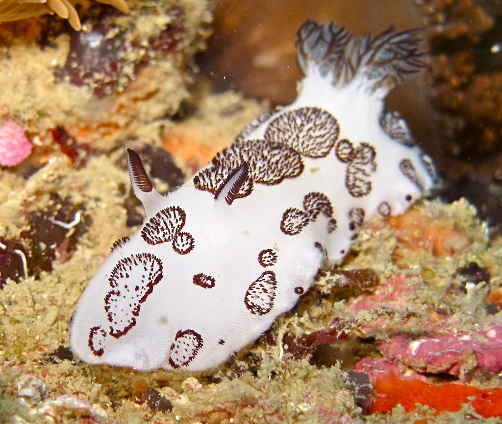 Mourning Dorid