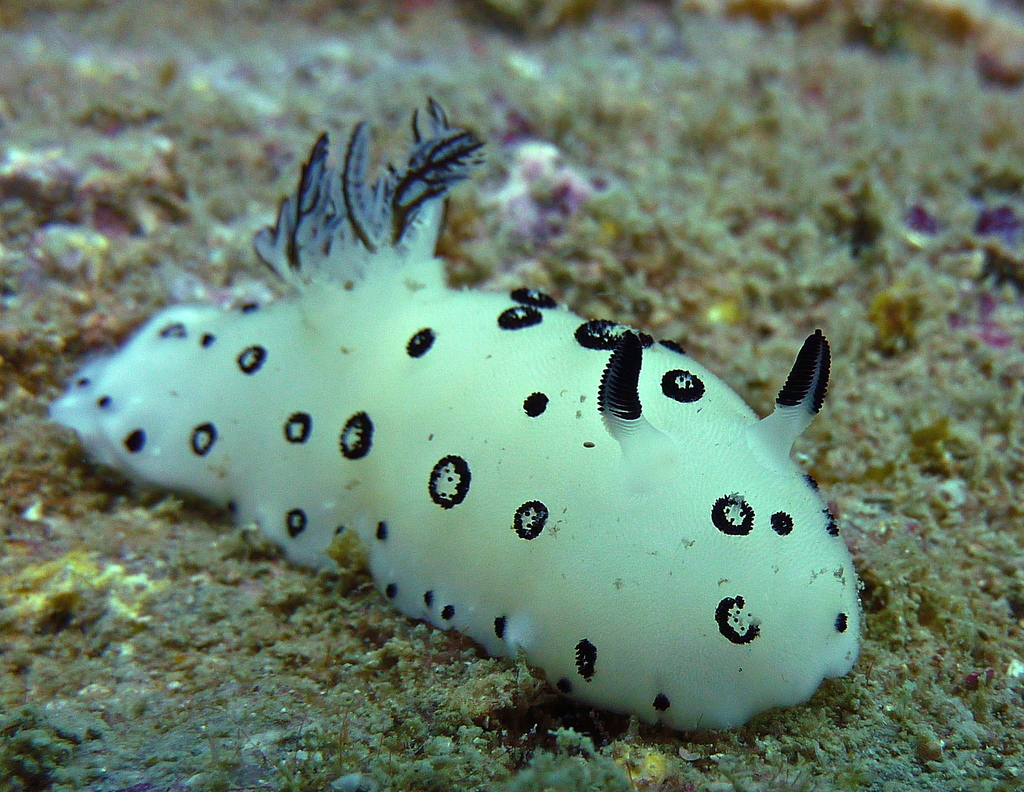 Jorunna funèbre