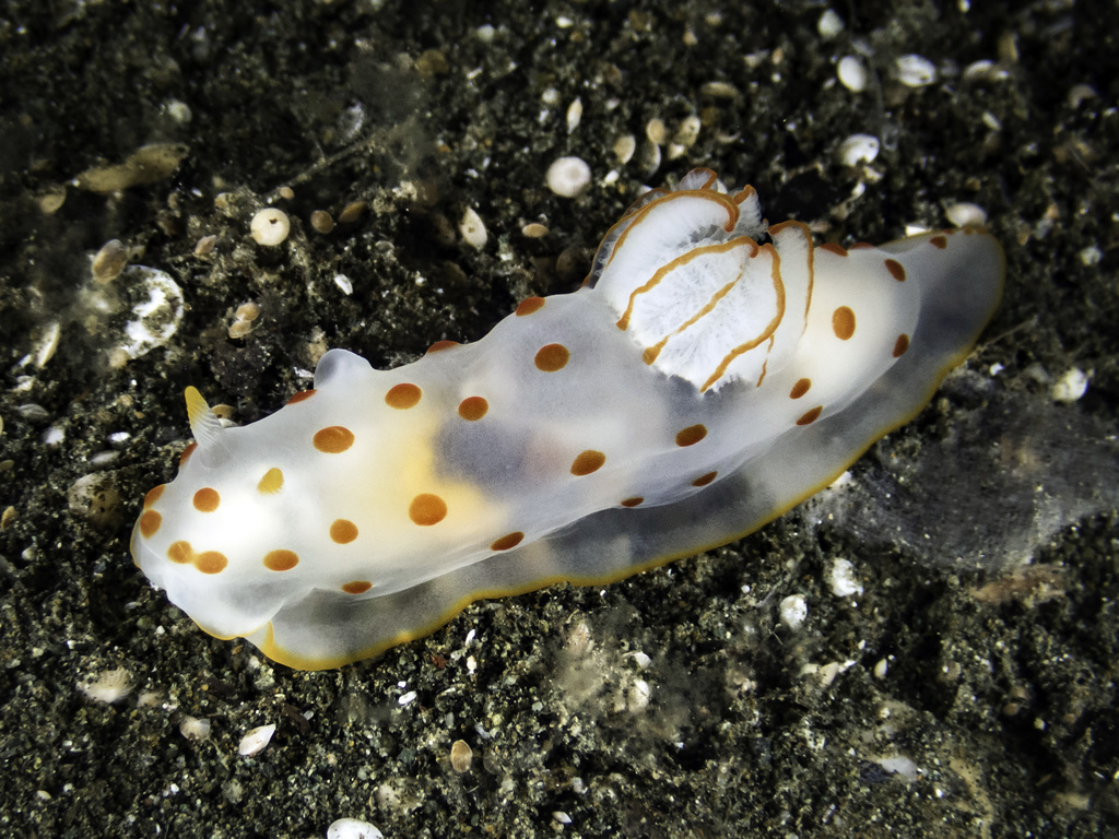 Gymnodoris de Ceylan