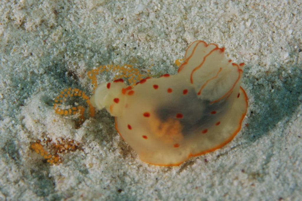Gymnodoris de Ceylan
