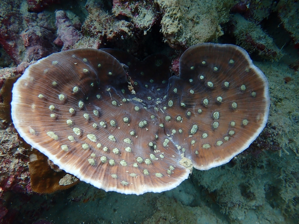 Chinese lettuce coral