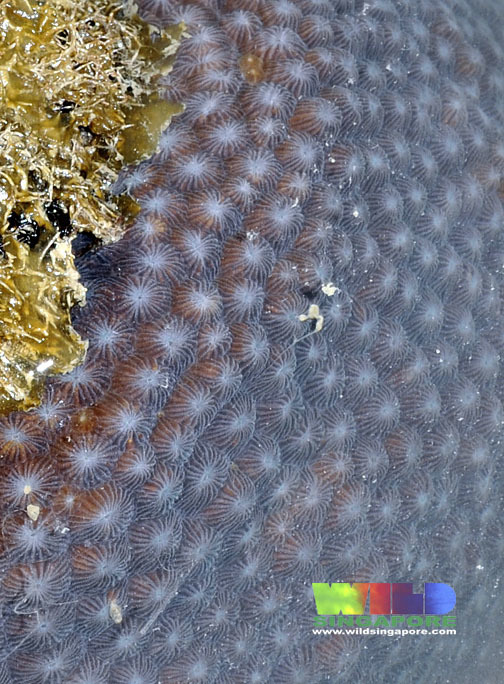 Corail rayonnant