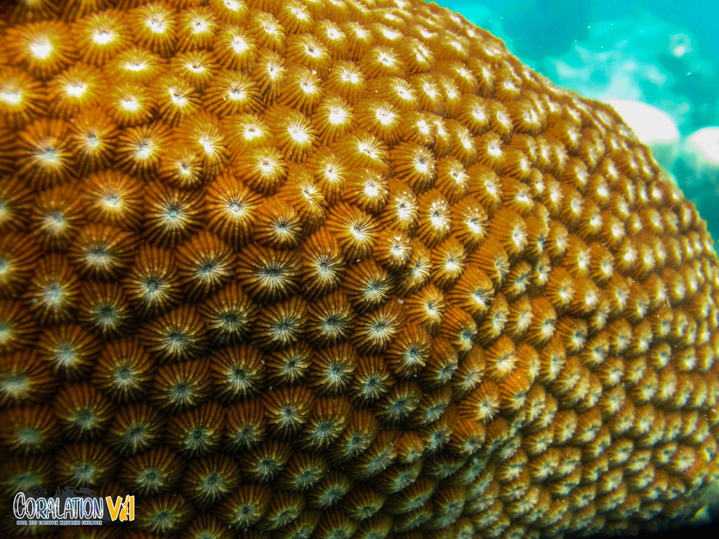 honeycomb coral