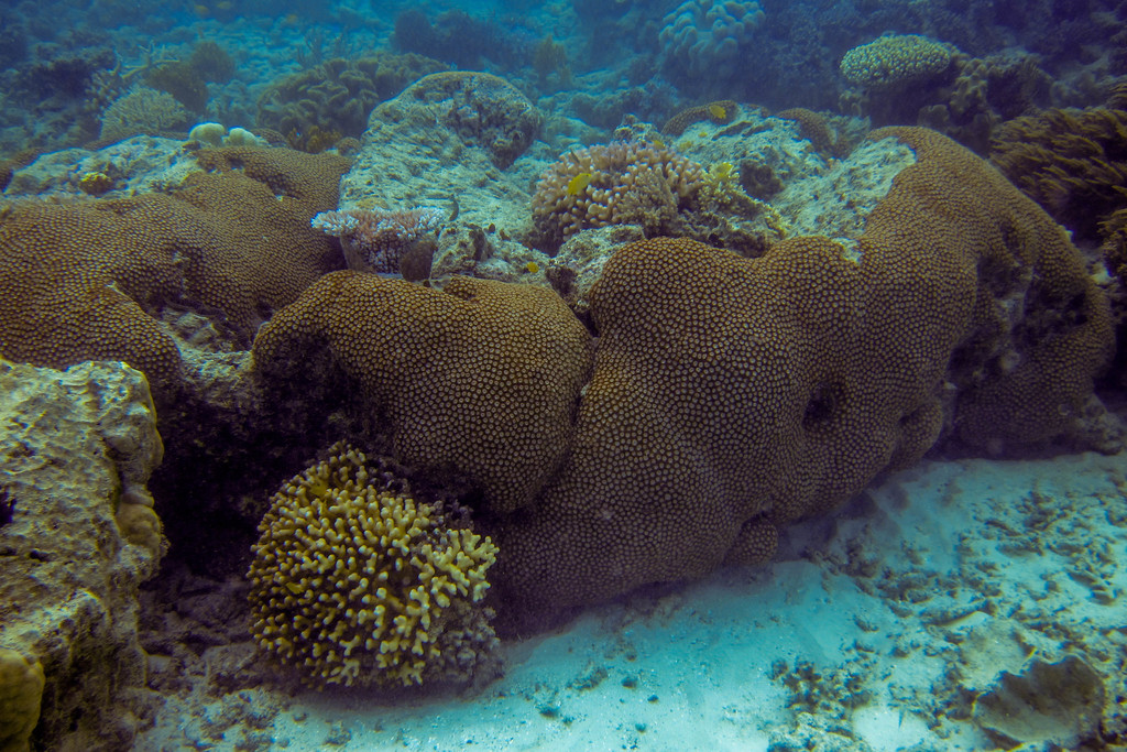 Corail rayonnant