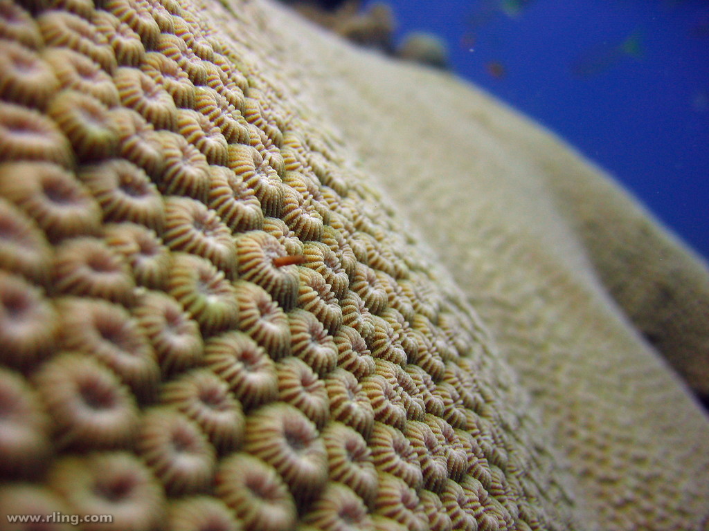Corail rayonnant
