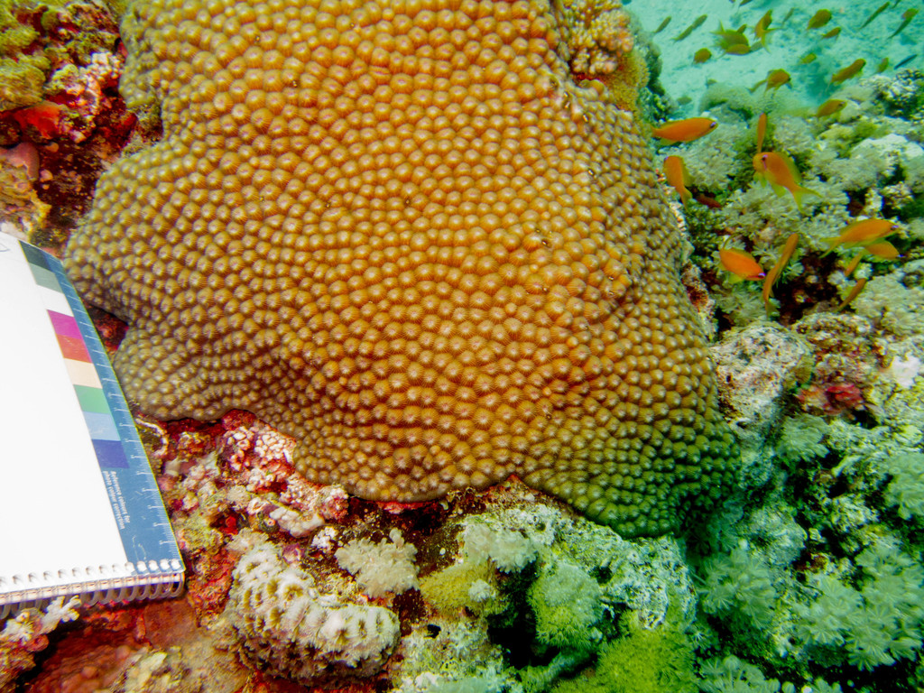 Corail rayonnant