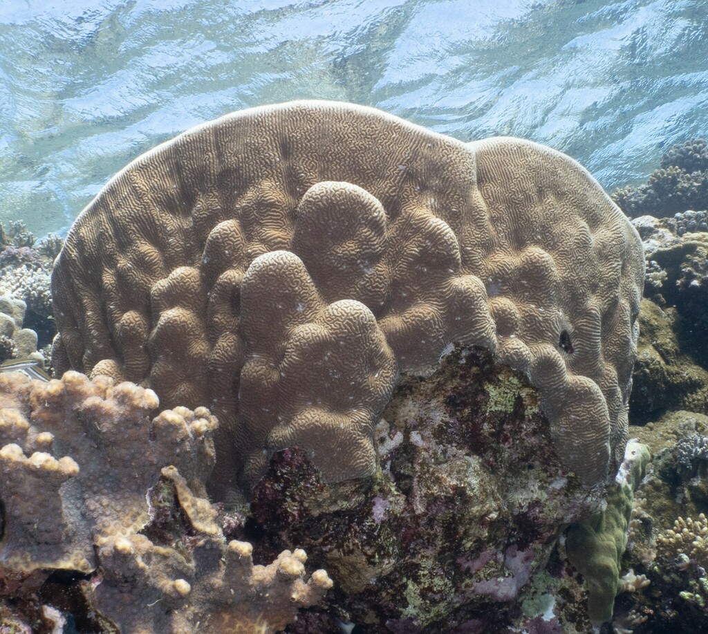 Least Valley Coral