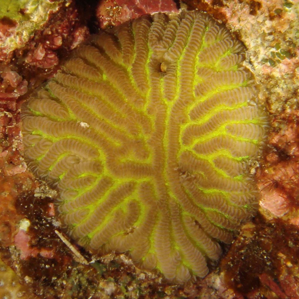 Least Valley Coral