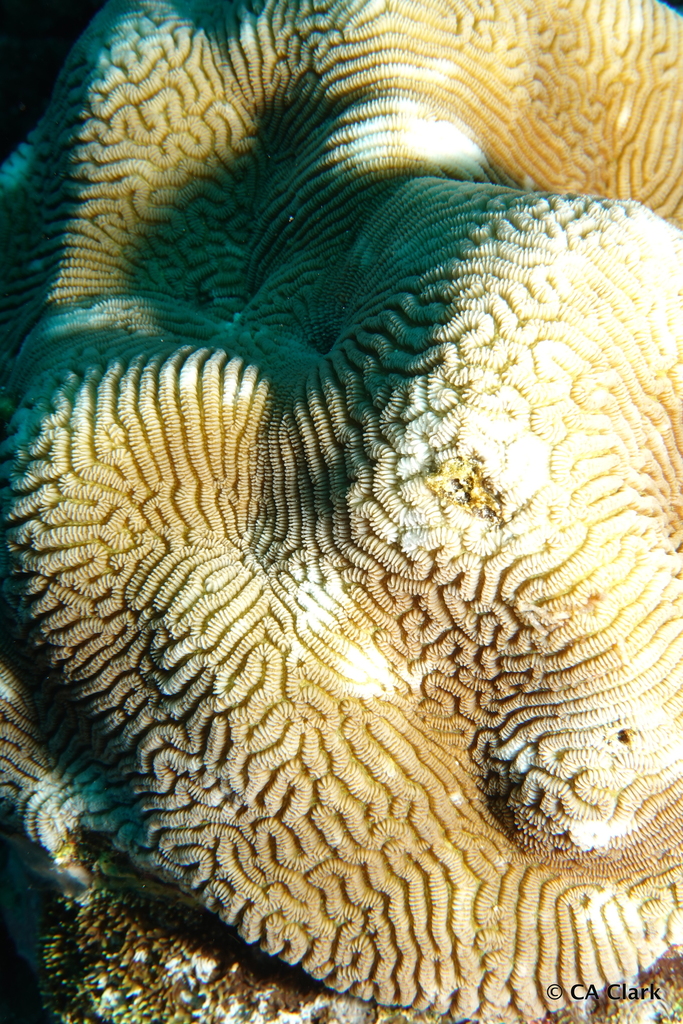 Least Valley Coral