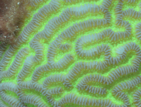 Least Valley Coral
