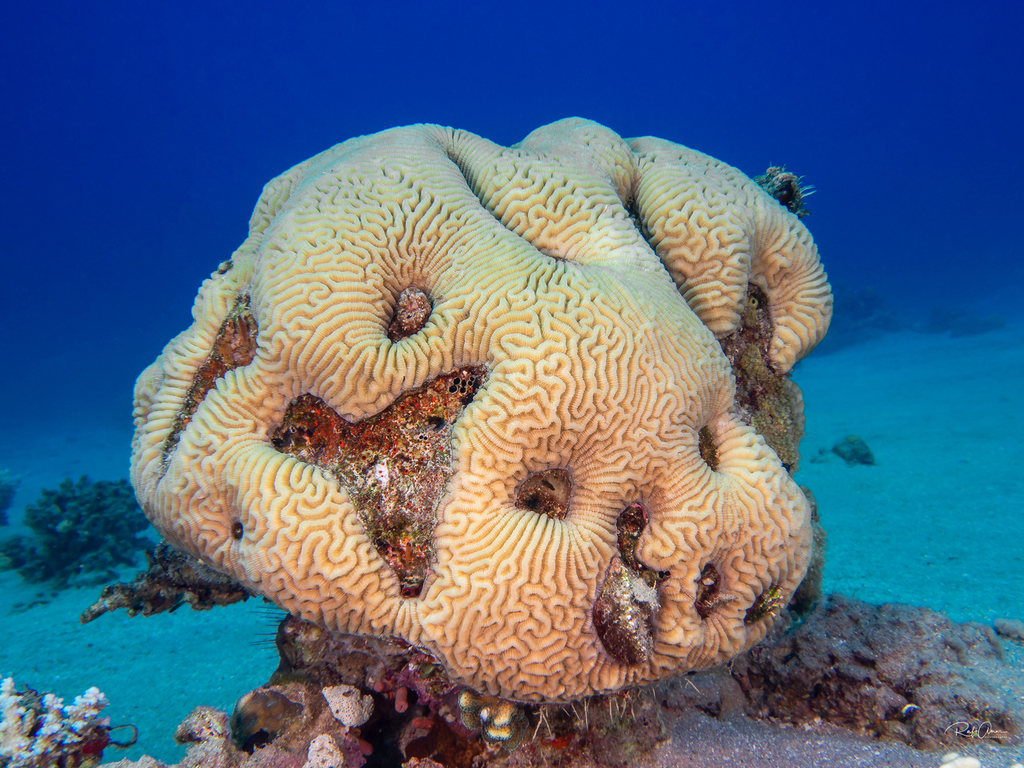 Least Valley Coral