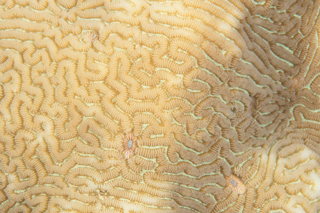 Least Valley Coral