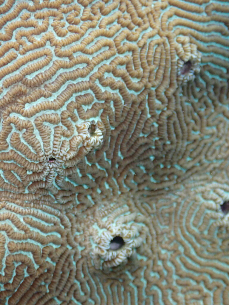 Least Valley Coral