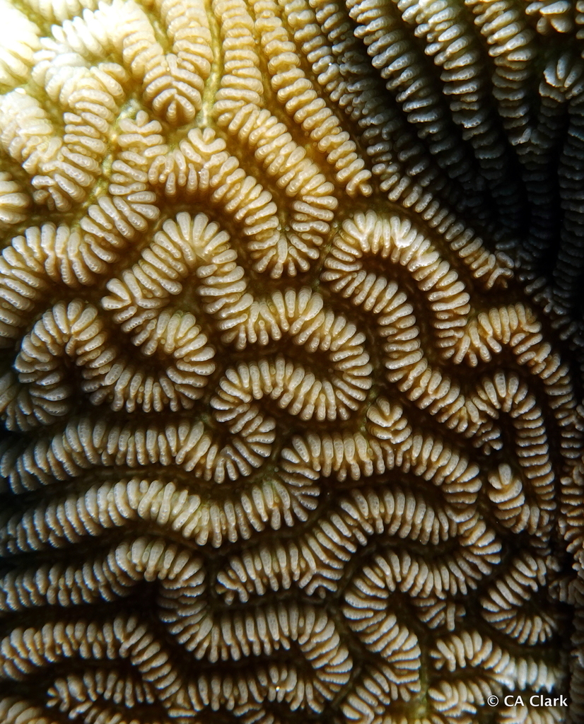 Least valley coral
