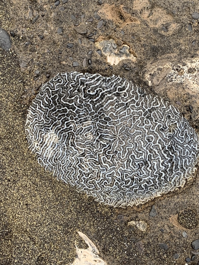 Least Valley Coral