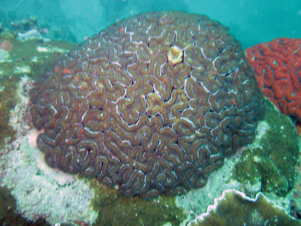 Largebrain Root Coral