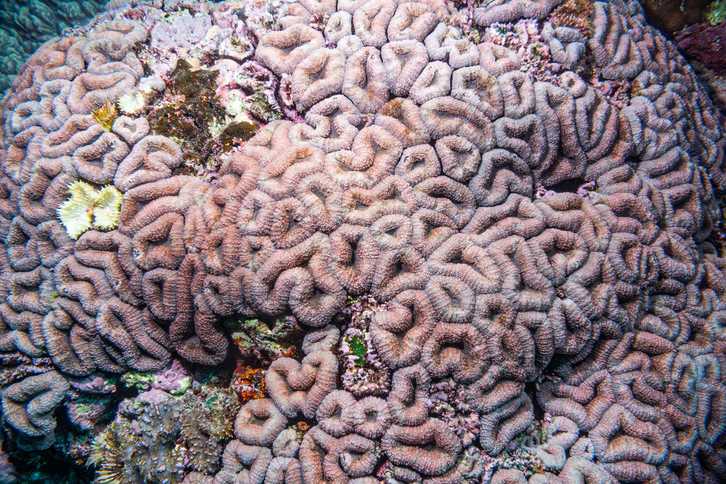 Largebrain Root Coral