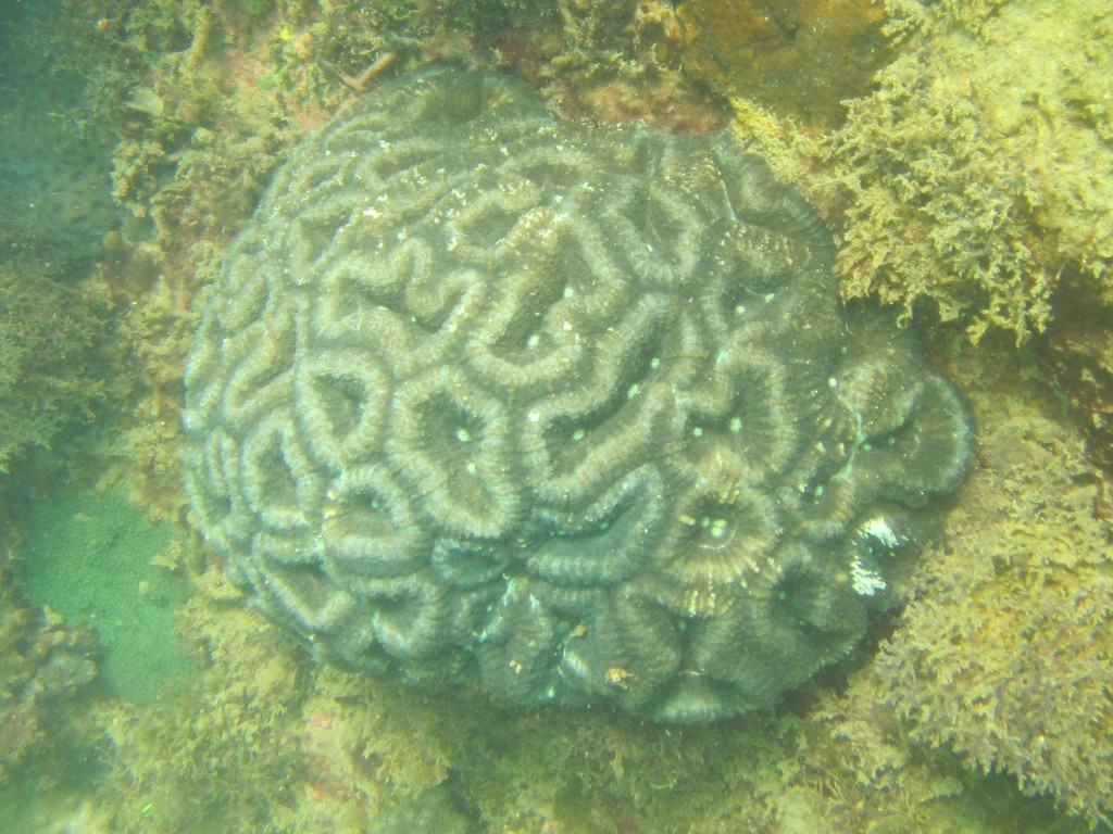 Largebrain Root Coral