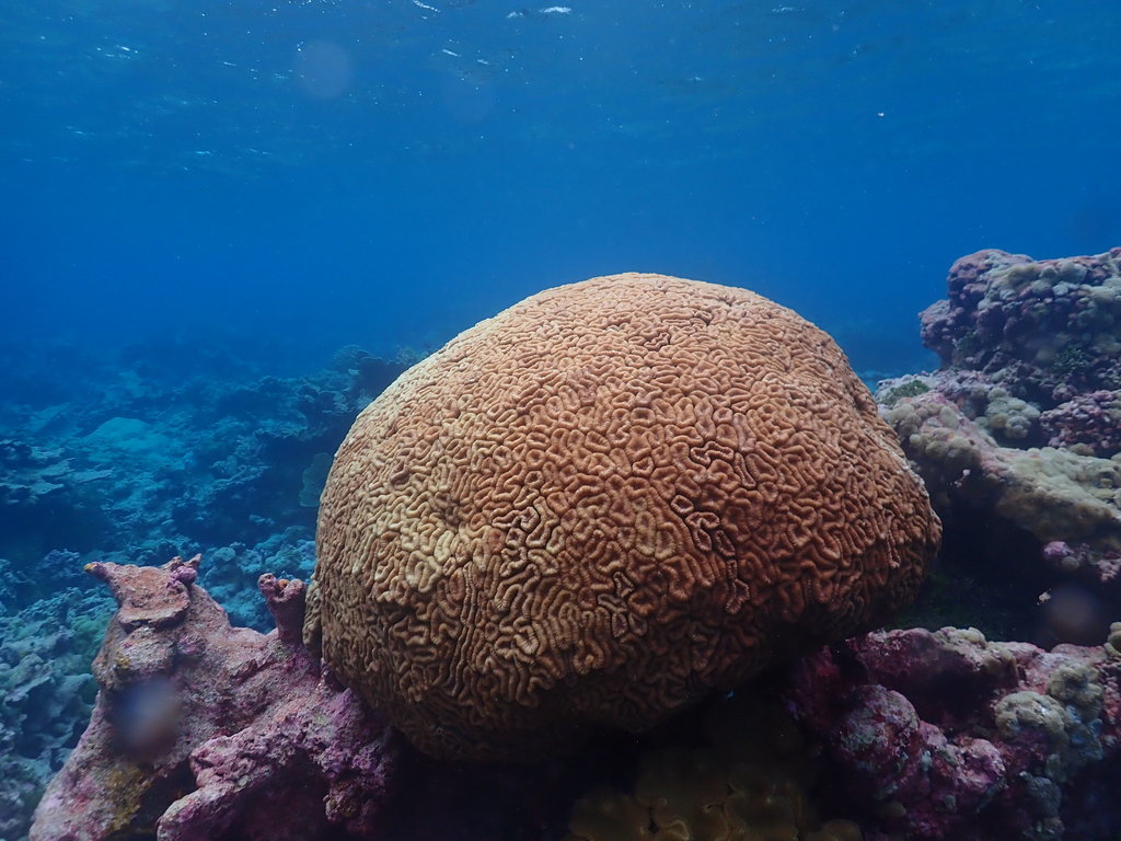 Largebrain Root Coral