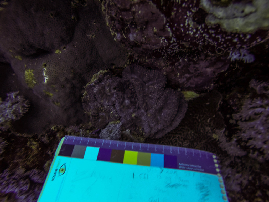 Largebrain Root Coral