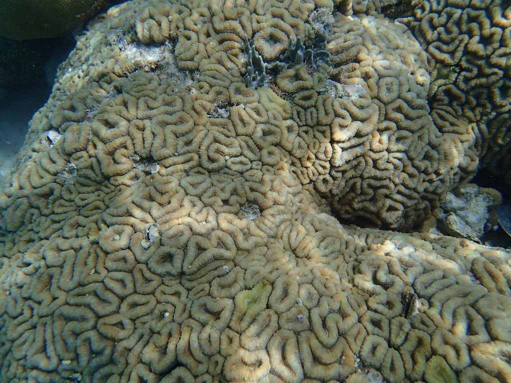 Largebrain Root Coral