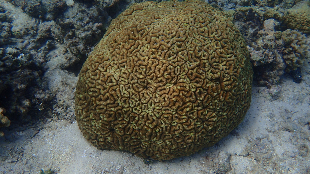 Largebrain Root Coral