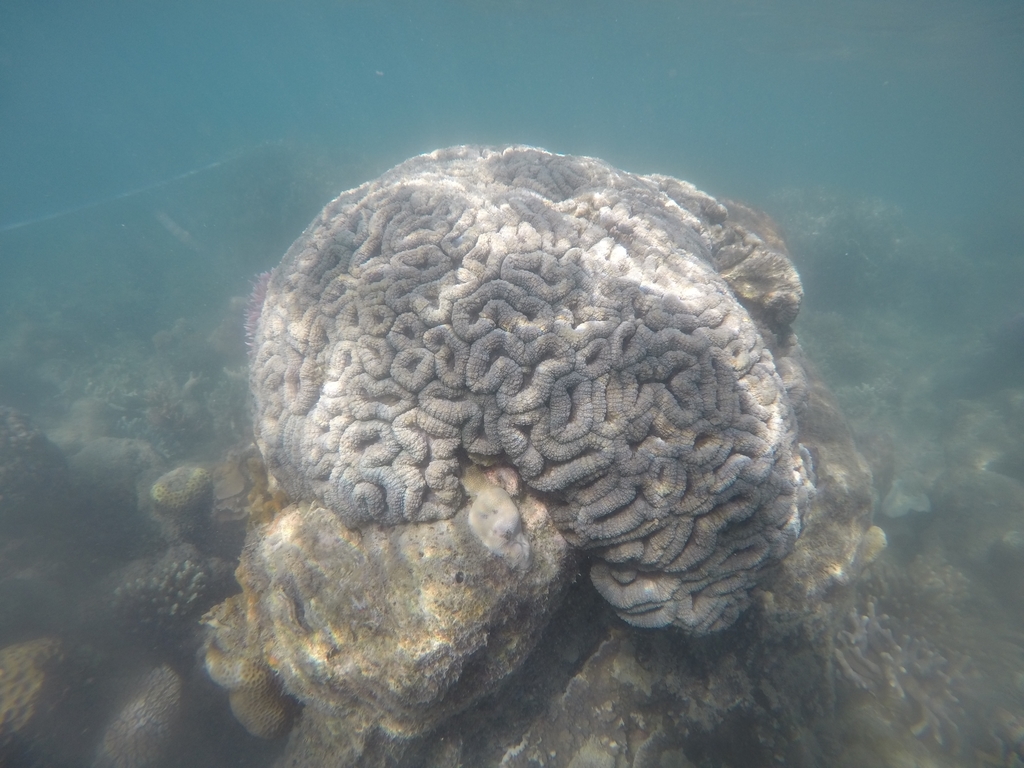 Largebrain Root Coral