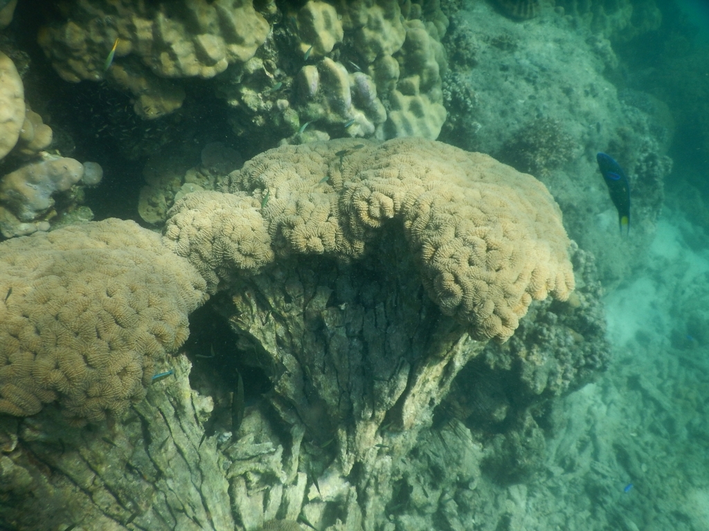 Largebrain Root Coral