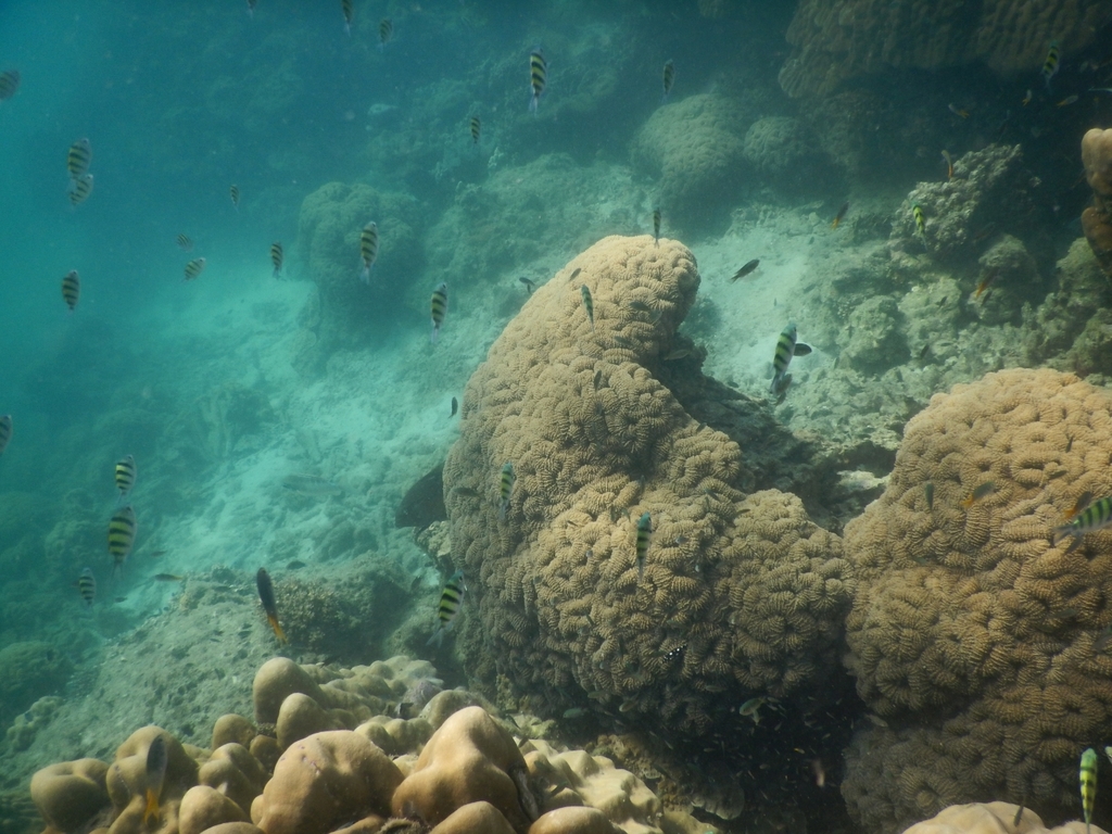 Largebrain Root Coral