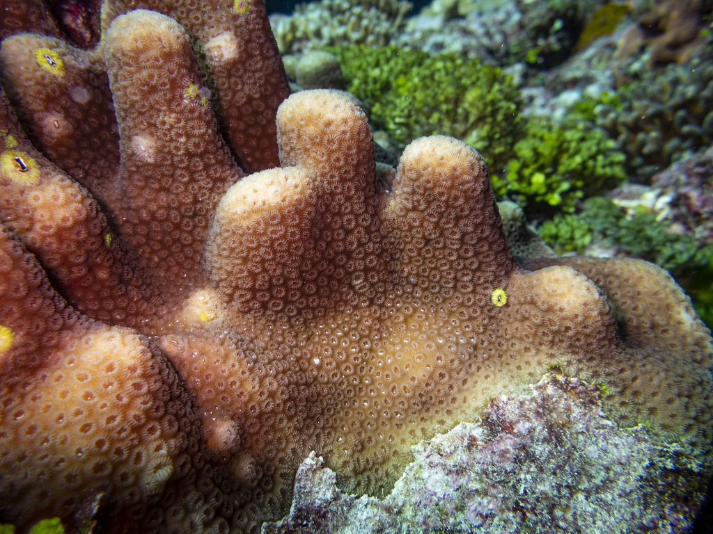 Knob Coral