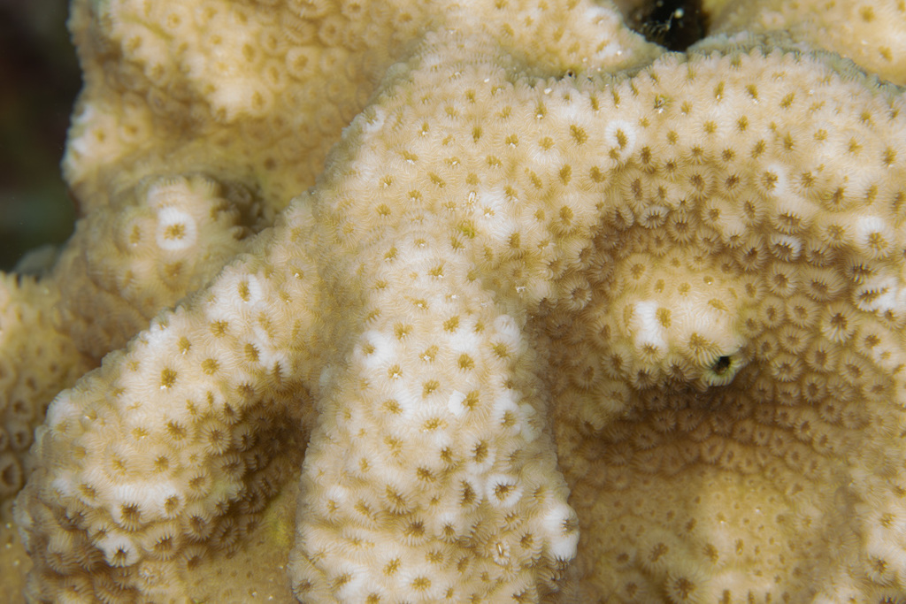 Knob Coral