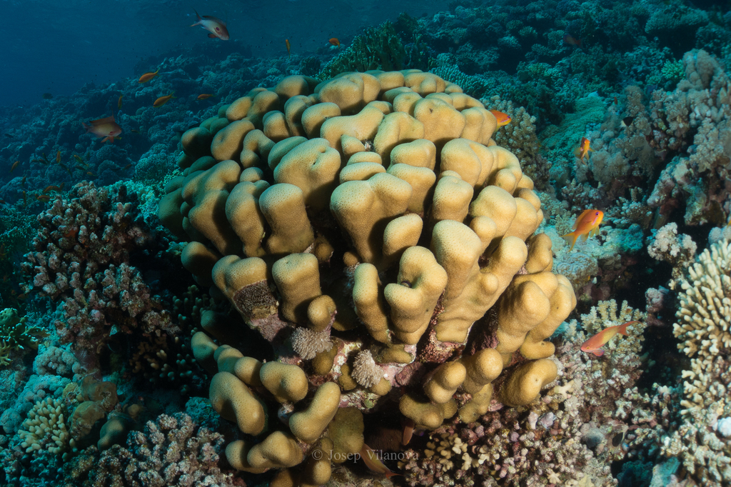 Knob Coral