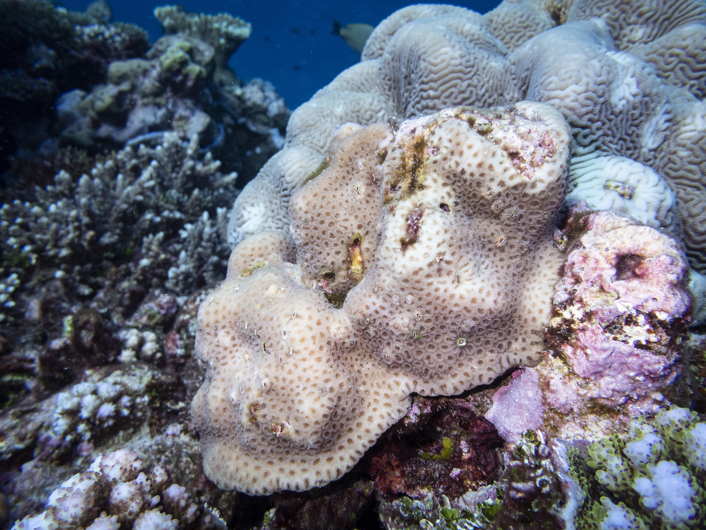 Knob Coral