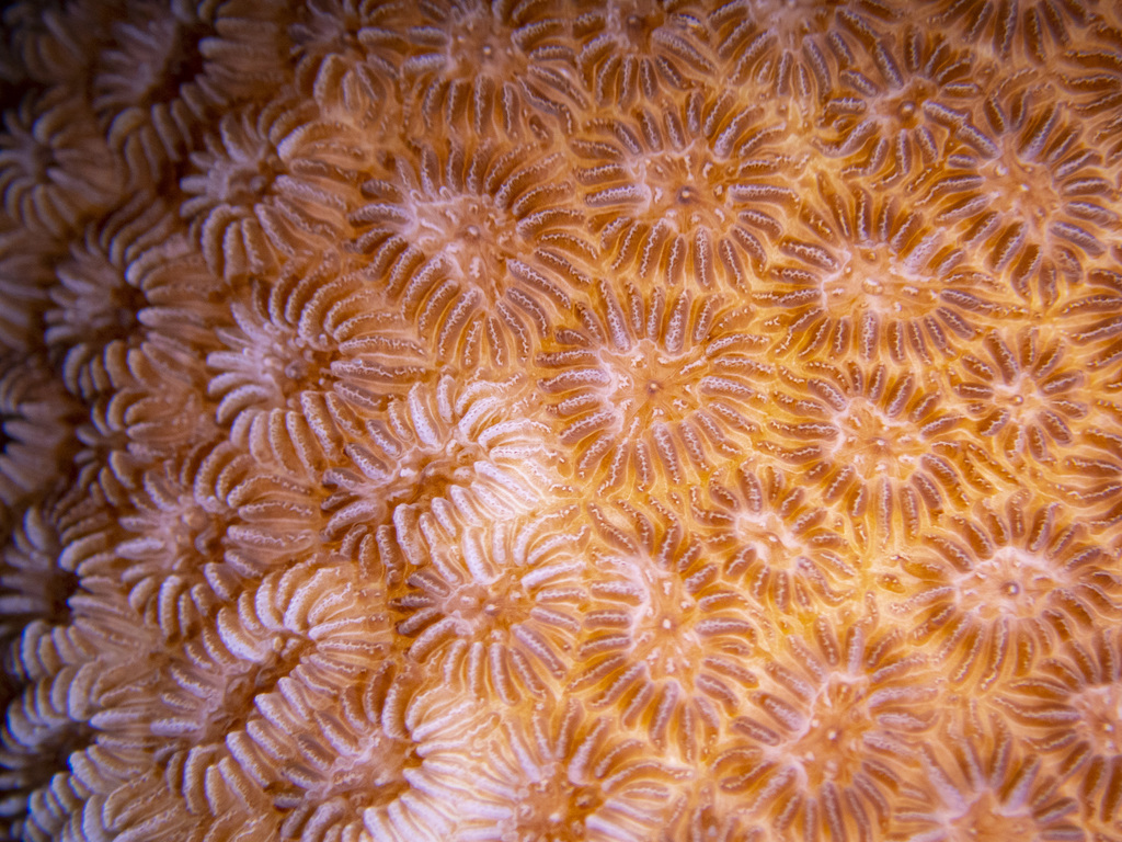 Knob Coral