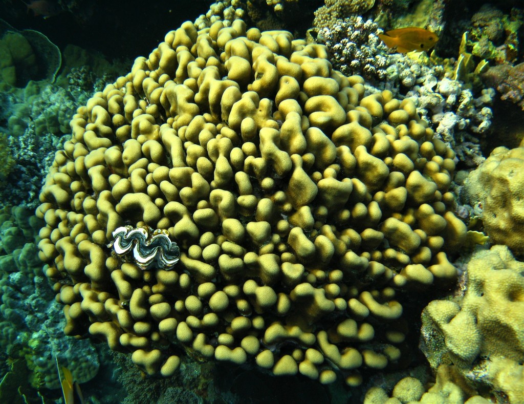 Knob Coral