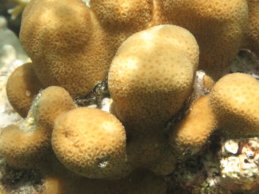 Knob Coral