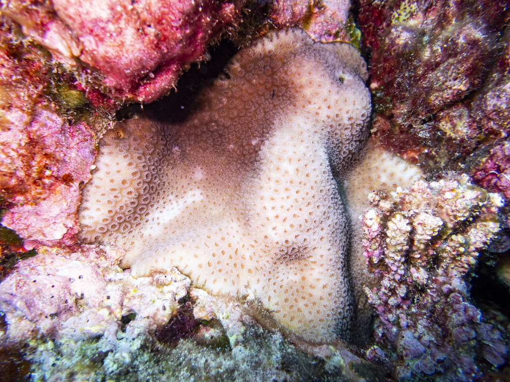 Knob Coral